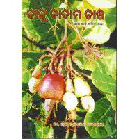 Cashew Cultivation ( Kaju Badam Chasa)