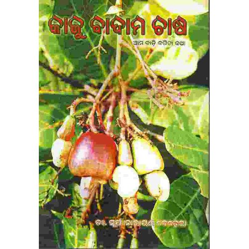 Cashew Cultivation ( Kaju Badam Chasa)